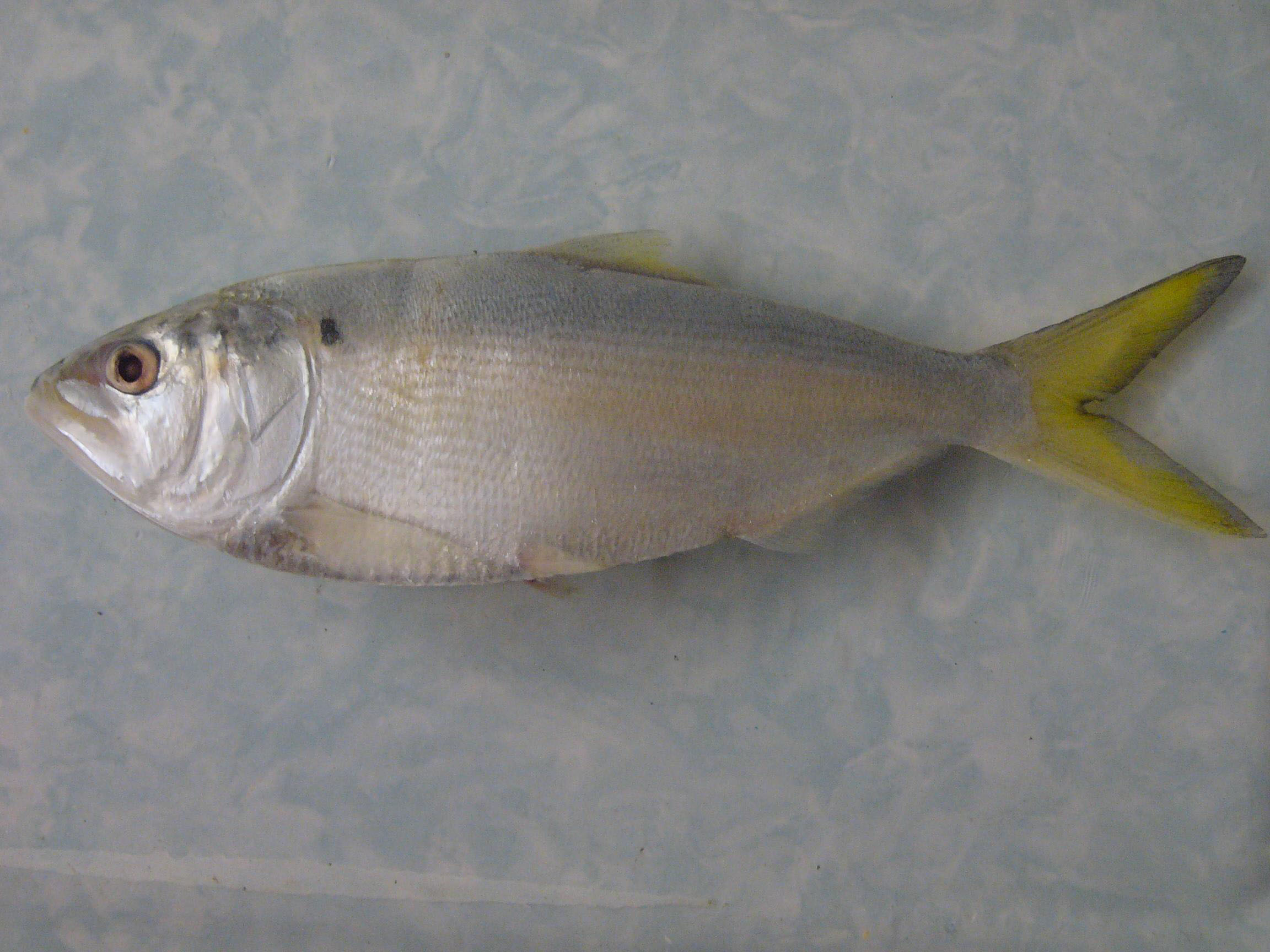 (Brevoortia) Род МЕНХЭДЕНЫ 6 видов